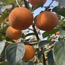 阳丰脆甜柿子，现大量上市，货源充足，价位合适，质量好，