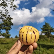 产地严选树熟人参果，水果界的灌汤包
