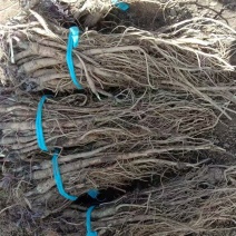 独活种苗大量出售，产地直发，成活率高，独活