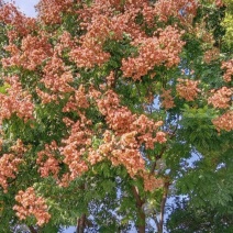 栾树规格大部分在14cm—25cm价格
