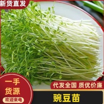 豌豆苗