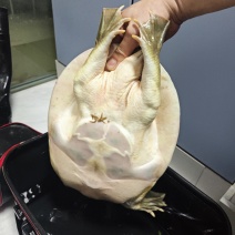 大甲鱼一只