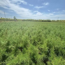 柽柳大小规格都有一手货源量大，基地直供需要的老板联系