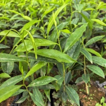 沉香小杯苗，15-20高