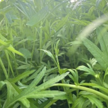 精品芦蒿