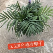 0.3加仑袖珍椰子30装活动价11元