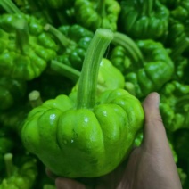 [牛]云南精品姜柄瓜大量上市品质保证量大从优一手货源