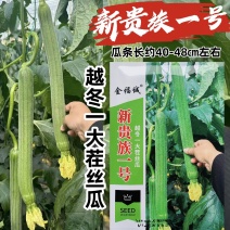 耐寒特长丝瓜种子新贵族一号丝瓜种籽越冬一大茬丝瓜种子高产