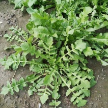 野生荠菜种子农家菜园阳台盆栽春秋播种野菜荠荠菜蔬菜子