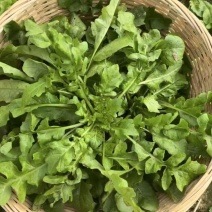 大叶荠菜种子野菜种子速生耐热耐寒叶片多饺子馄炖