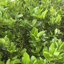 佛手苗种植基地，佛手两年苗，产地直销批发零售，