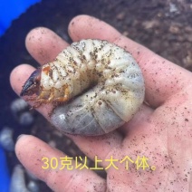 超大个体，独角仙幼虫3O克以上