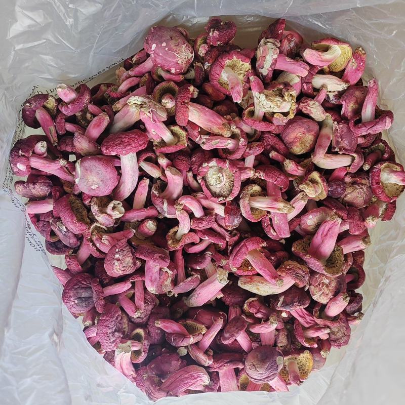 广西梧州藤县红菇 800.00元/斤红菇干