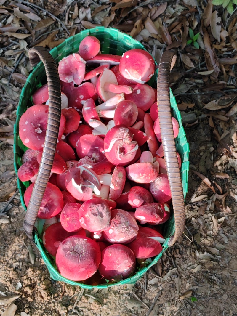 广西梧州藤县红菇 800.00元/斤红菇干