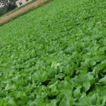 贵州高山荠菜