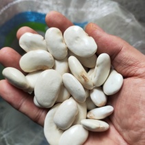 大白芸豆云南大粒新货上市厂家直销