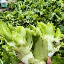 早熟中儿菜