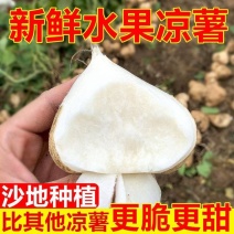 包邮）凉薯地瓜正宗广东湛江沙地现挖无筋低脂农家自种