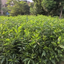 大叶相思绿化苗木自家基地自产自销量大价格优惠