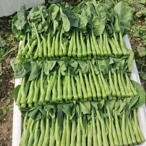 长年种植新鲜蔬菜，中花芥兰，广东菜心批发