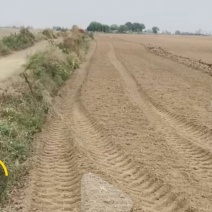 出租20000亩10米小树行地。