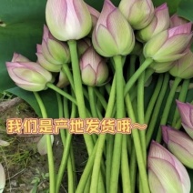 荷花花朵，新鲜荷花观赏盆景婚庆寺庙花卉市场大量供应