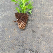 玛格丽特穴盘苗