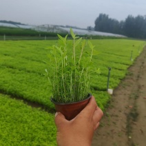 千屈菜