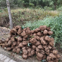 河南南阳竹子苗直发地，质量上乘，价格适中，成活率高
