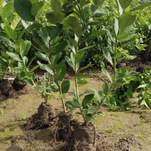 川佛手苗，川佛手杯苗，包成活，指导种植管理技术。