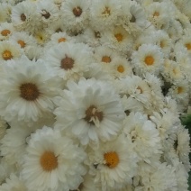 菊花，北京菊