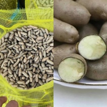 安平产地山药豆小白嘴山药豆货源充足供全国商超市场批发