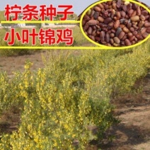 柠条种子小叶锦鸡儿种籽抗旱治沙多年生护坡绿化林木灌木