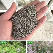荆条种子树多年生蜜源植物杜荆柴黄抗旱耐寒公路护坡固土灌木