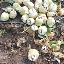 北京农科院杂交小英芥菜1