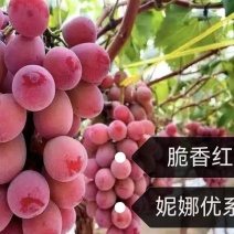 脆香红葡萄苗，妮娜优系，果肉高糖低酸，甜美多汁，脆嫩无渣