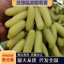 兰博基尼葡萄苗，长势旺，果肉脆硬，自然无核，果穗大