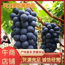 天工墨玉葡萄苗，特早新优葡萄品种，果肉硬脆，酸甜可口