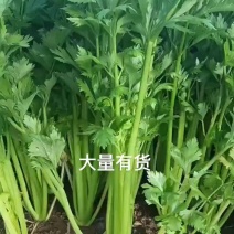 西芹
