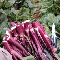 2800米海拔高品质红菜苔大量上市，