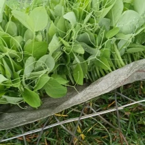 贵州高山露天种植豌豆苗，崭新上市大量供货诚信经营质量保证