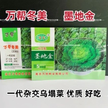 万帮冬美乌塌菜种子墨地金杂交乌塌菜种籽耐寒腊月乌菜