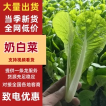 【热卖】四川成都小白菜大量上市品质保障欢迎电联