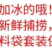 包邮）新鲜海捕米鱼敏鱼大鮸鱼冰冻鳘鱼深海海鲜鲜活水产5斤