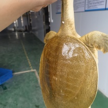 甲鱼