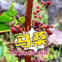 国产灌木护坡树种子夏季马桑种子复绿荒山绿化树籽批发