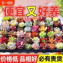 多肉多肉植物种苗批发.多肉组合花卉