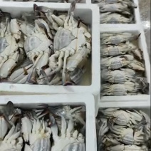 母梭子蟹200g左右