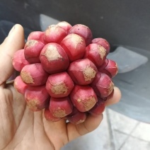 布福娜黑老虎便宜处理