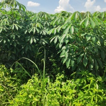 华南九号黄心木薯